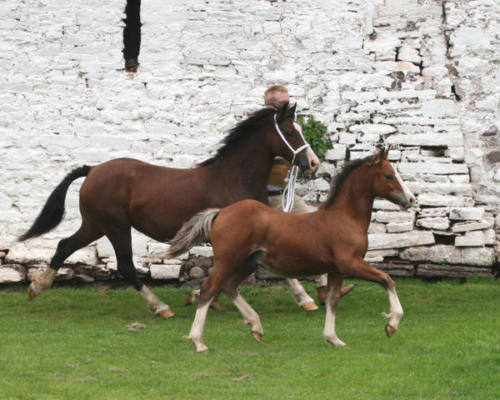 Abergavenny Bayleaf  & Abergavenny Darcy