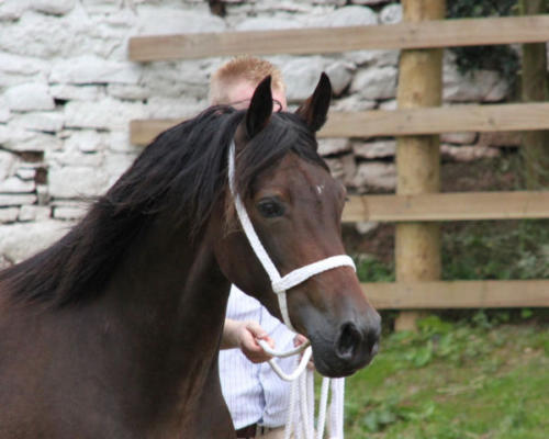 Abergavenny Viscountess